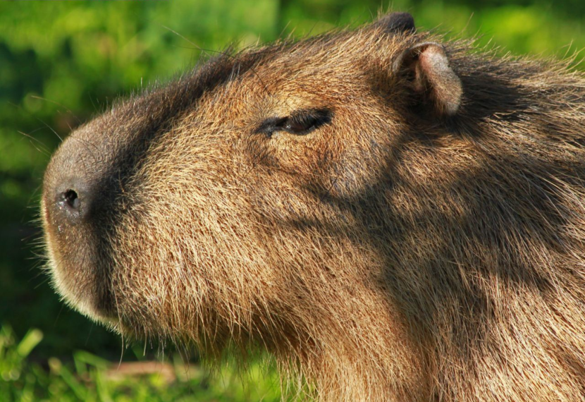 Капибара – водяная свинья
