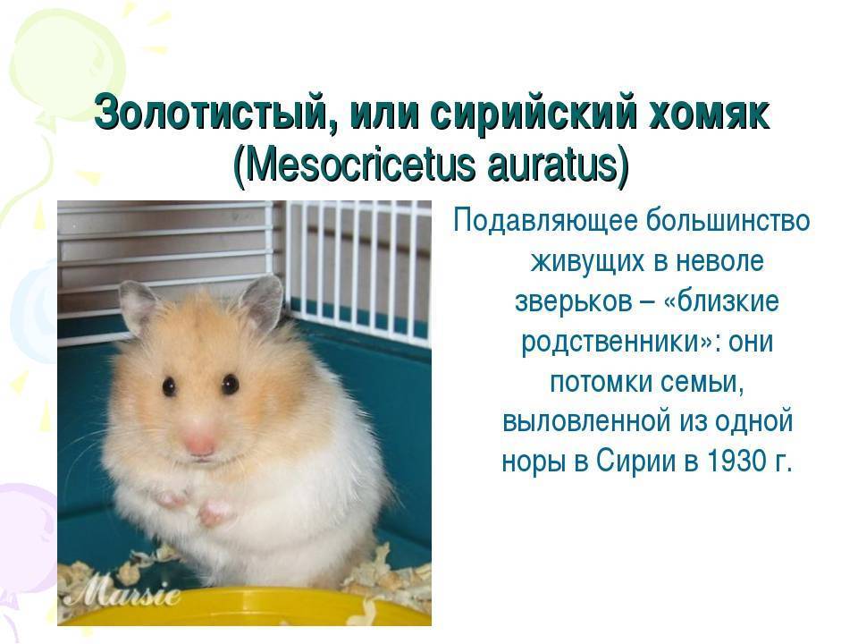 Сибирский хомяк: описание породы, уход и содержание в домашних условиях, фото