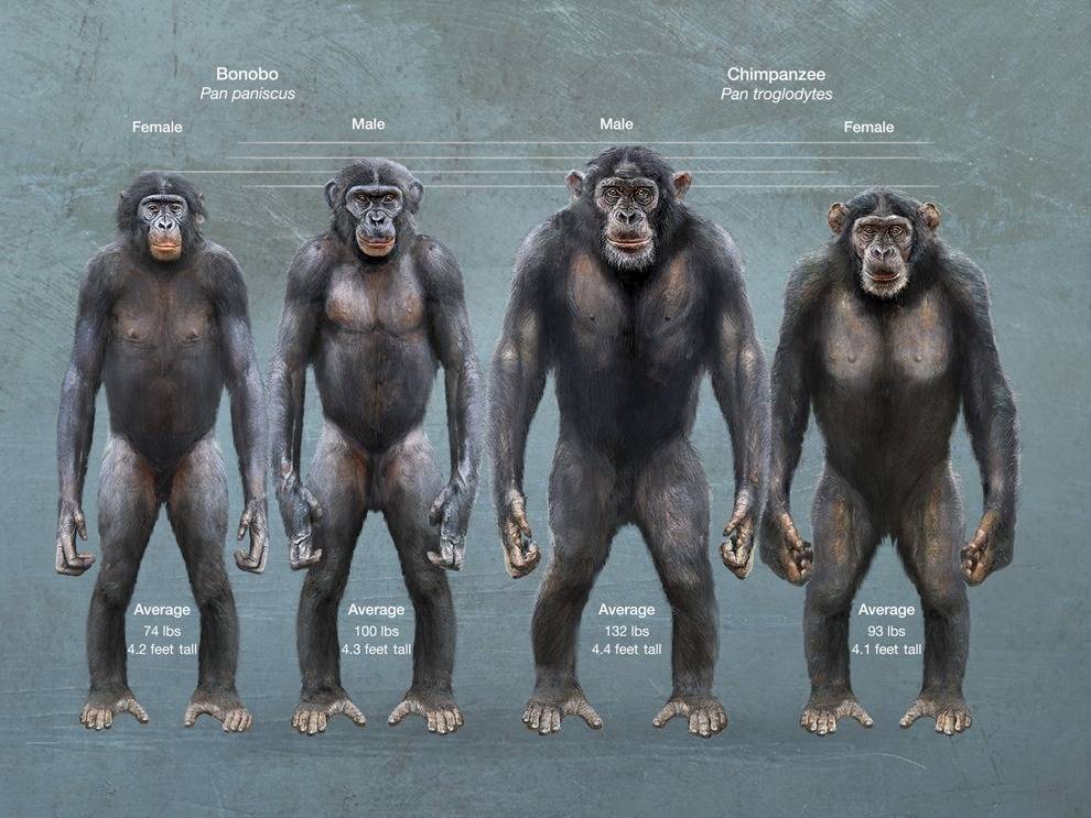 Гиперсексуальные извращенцы бонобо