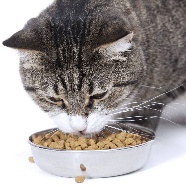 Поедают ли кошки мышей