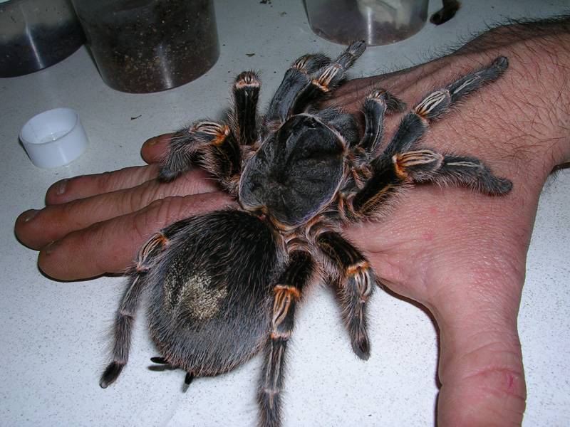 Тарантул паук. образ жизни и среда обитания паука тарантула | живность.ру