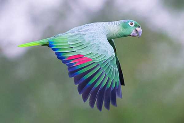 Амазон венесуэльский - описание и содержание попугаев