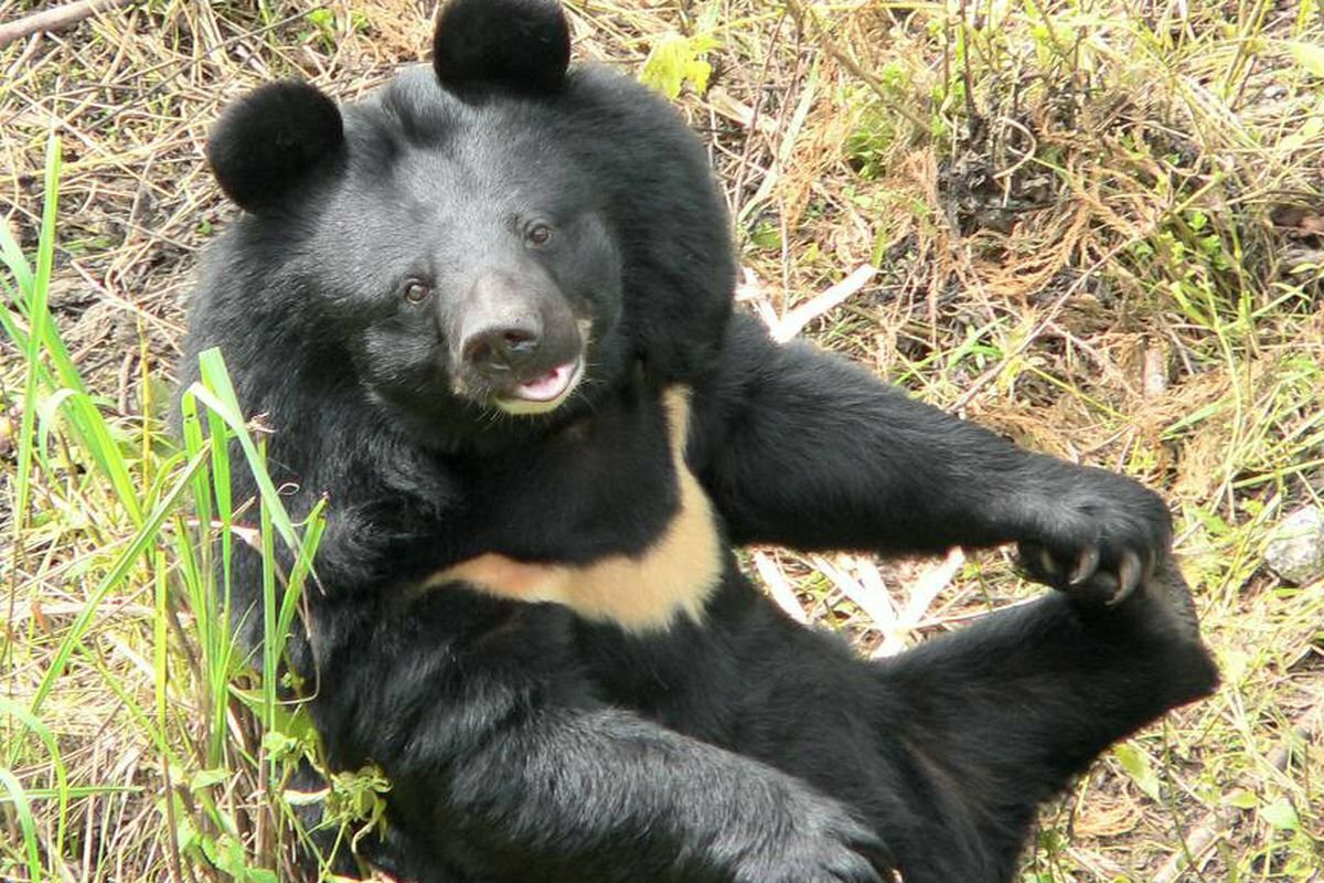 Бурый медведь: описание животного, где живет, чем питается
