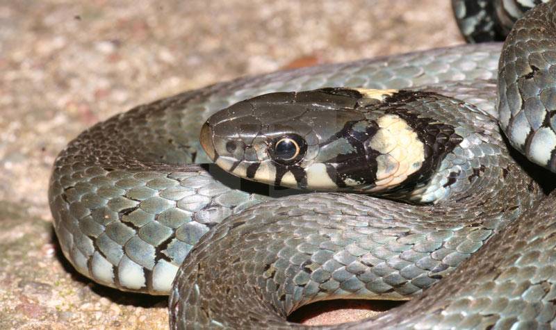 Змеи кавказа: ядовитые и неядовитые