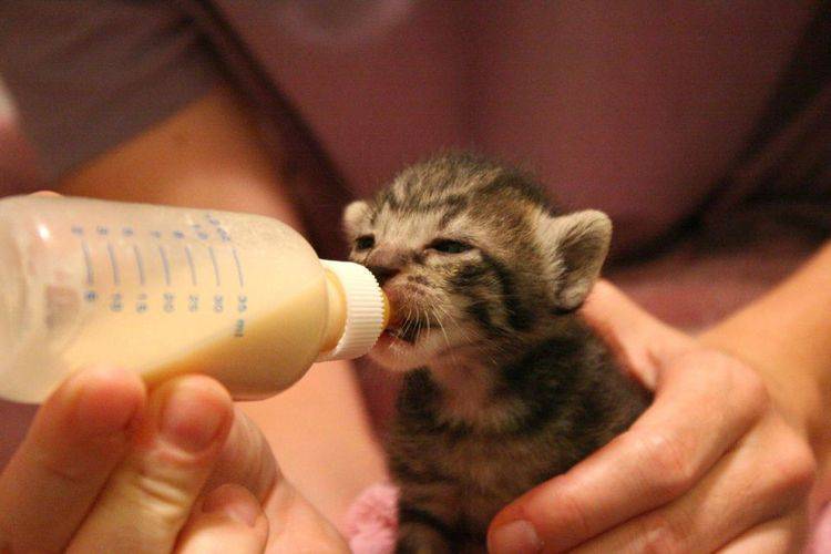 Чем кормить новорожденного котенка без кошки?