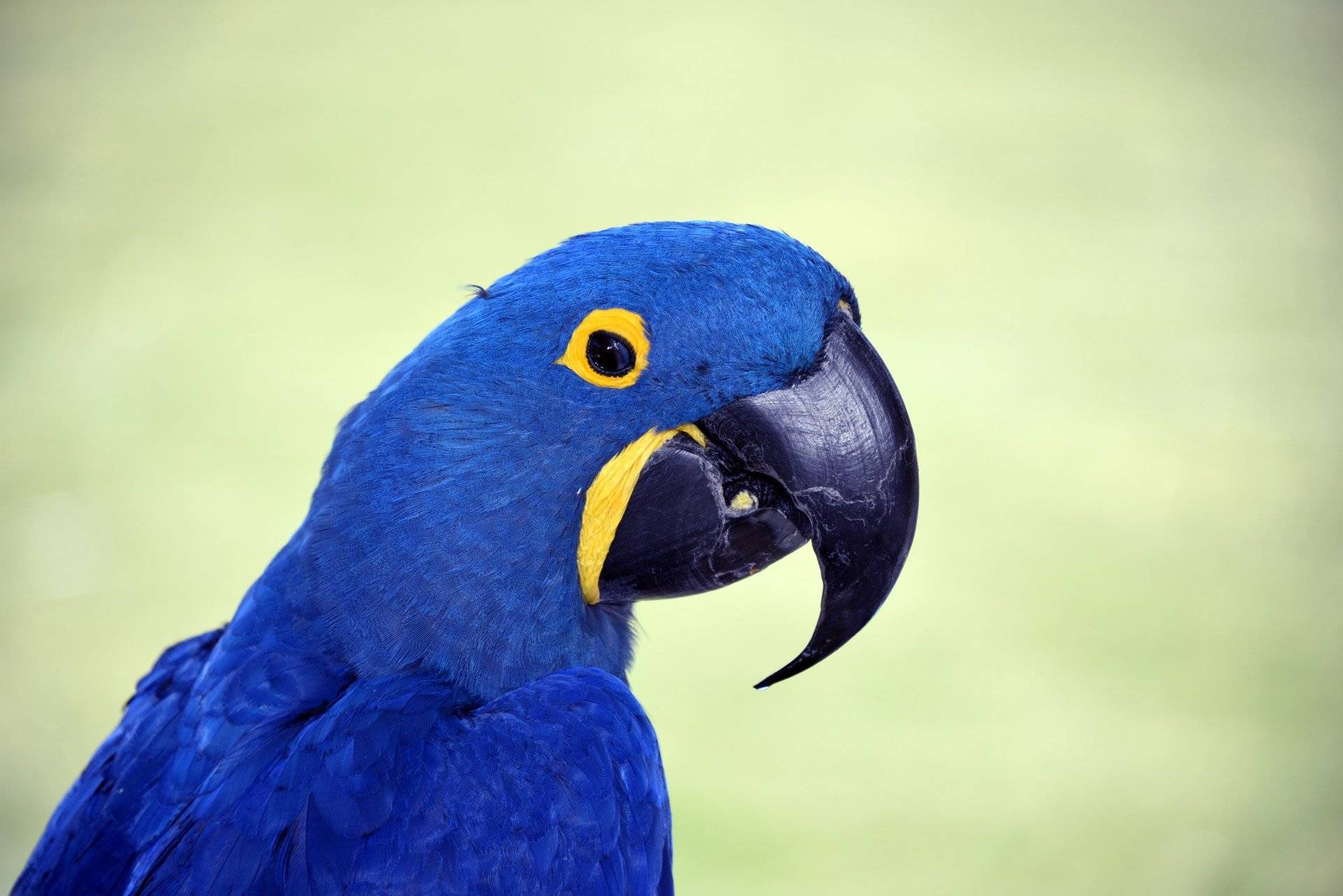 Сине-жёлтый ара : фото, видео, содержание и размножение