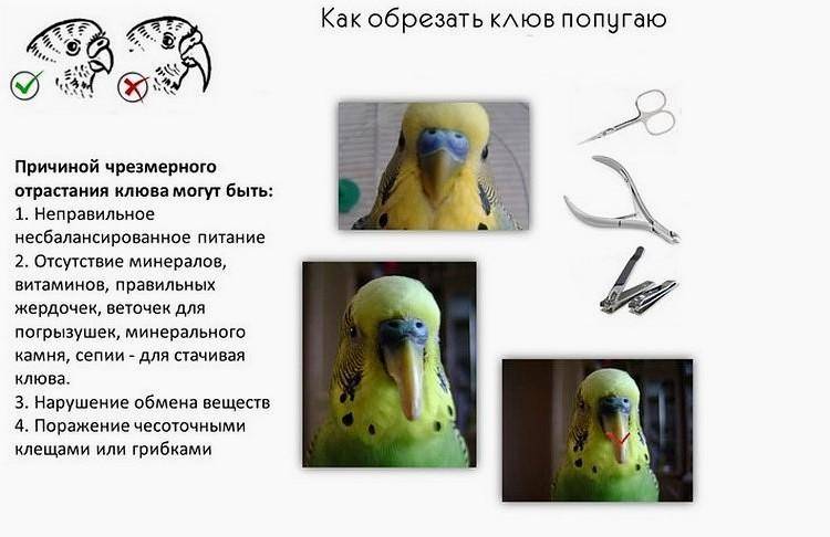 Как правильно подрезать клюв волнистому попугаю