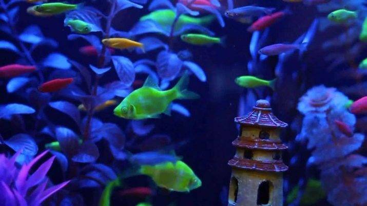 Тернеции глофиш (glofish) цветные аквариумные рыбки