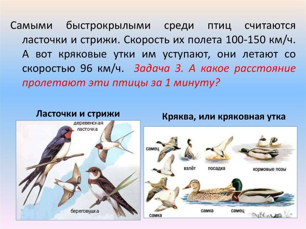 Описание пород спортивных голубей