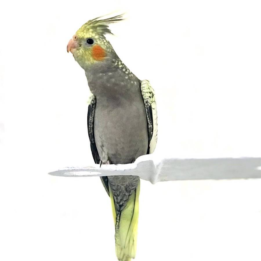 Как назвать попугая: имена для мальчьков и девочек, популярные клички