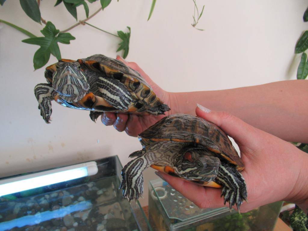 Виды красноухих черепах, условия содержания маленьких и больших рептилий