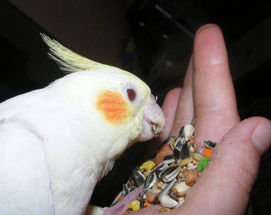Чем кормить волнистого попугая и корелла в домашних условиях