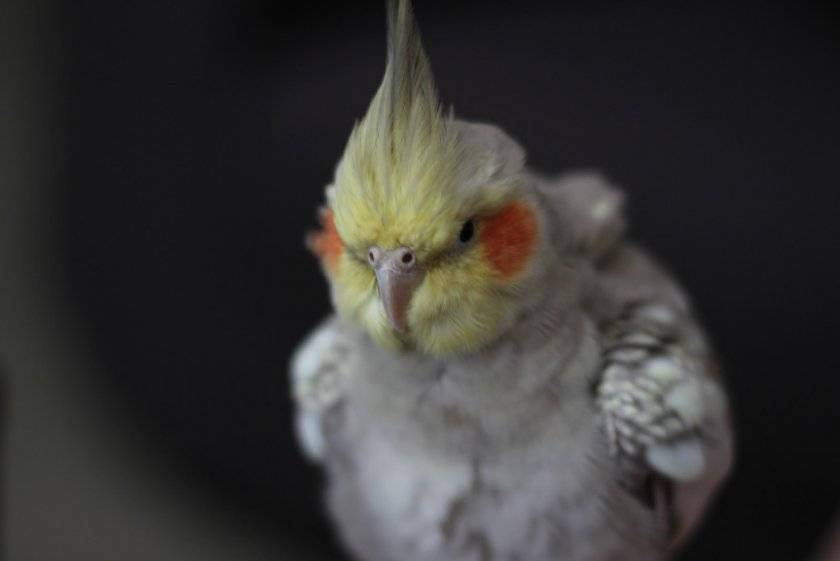Как назвать попугая-мальчика: красивые имена волнистых попугаев, прикольные и необычные клички, оригинальное имя для жёлтого и голубого цвета