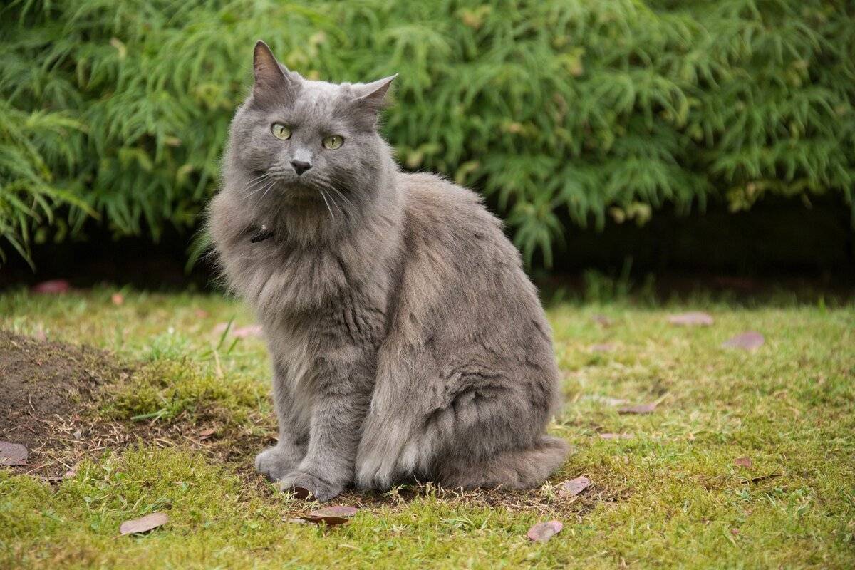 Нибелунг: стандарты внешности породы серебристого кота, уход и забота за питомцем