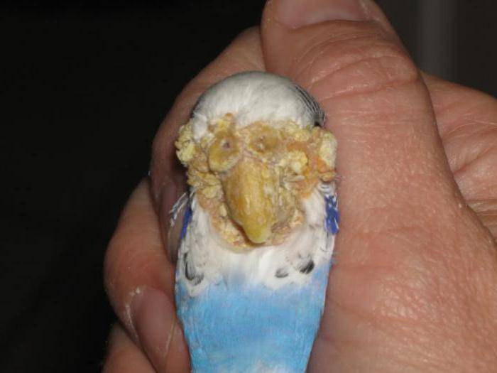 Клещи у попугаев — диагностика и лечение