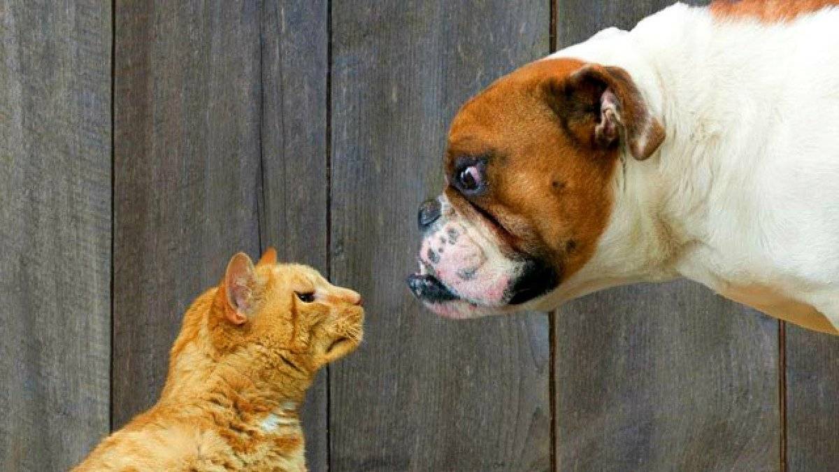 Почему собаки не любят кошек: причины