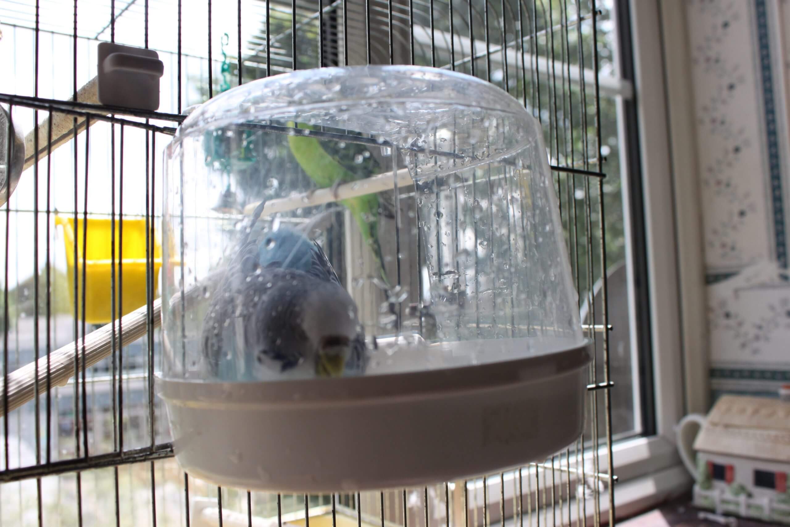 Попугай корелла уход и содержание в домашних условиях