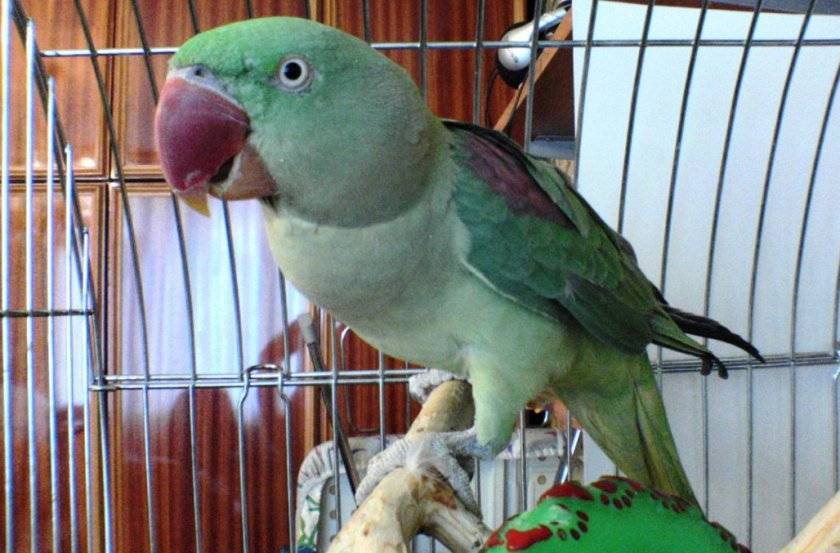 Кормление индийских кольчатых и других азиатских попугаев - энциклопедия владельца птицы