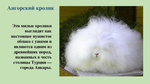 Ангорский кролик: разведение, уход, содержание и питание