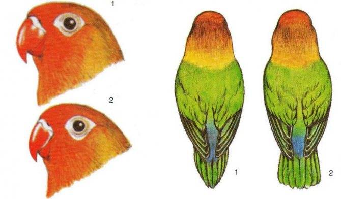 Как определить пол попугая?