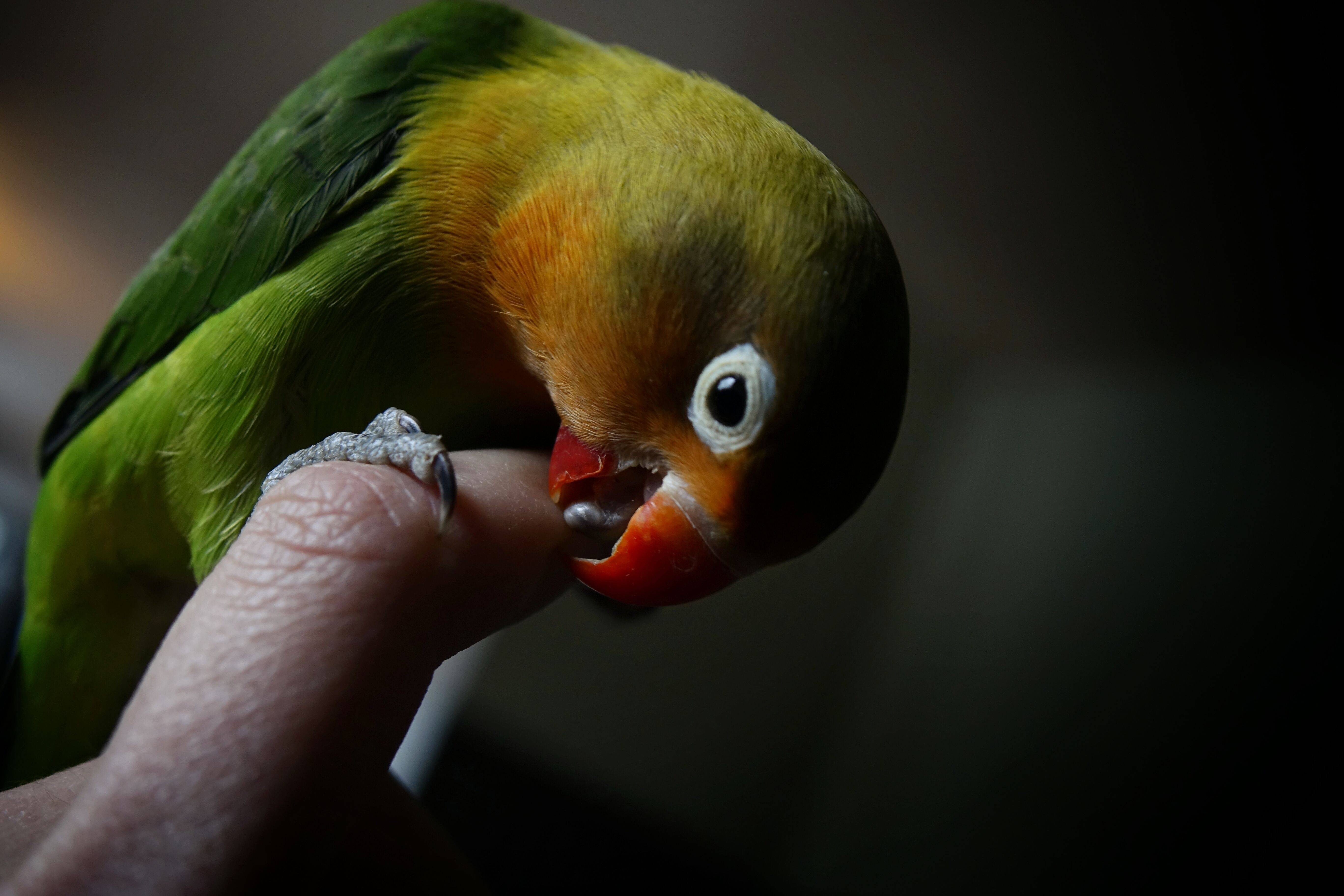 Как отучить попугая кусаться, причины почему кусается