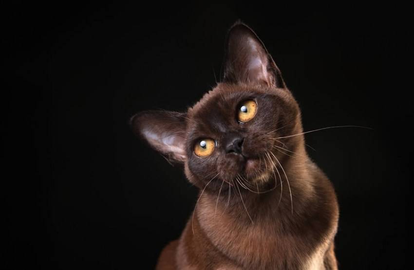 Бурманская кошка – шелковая красотка с необыкновенными глазами