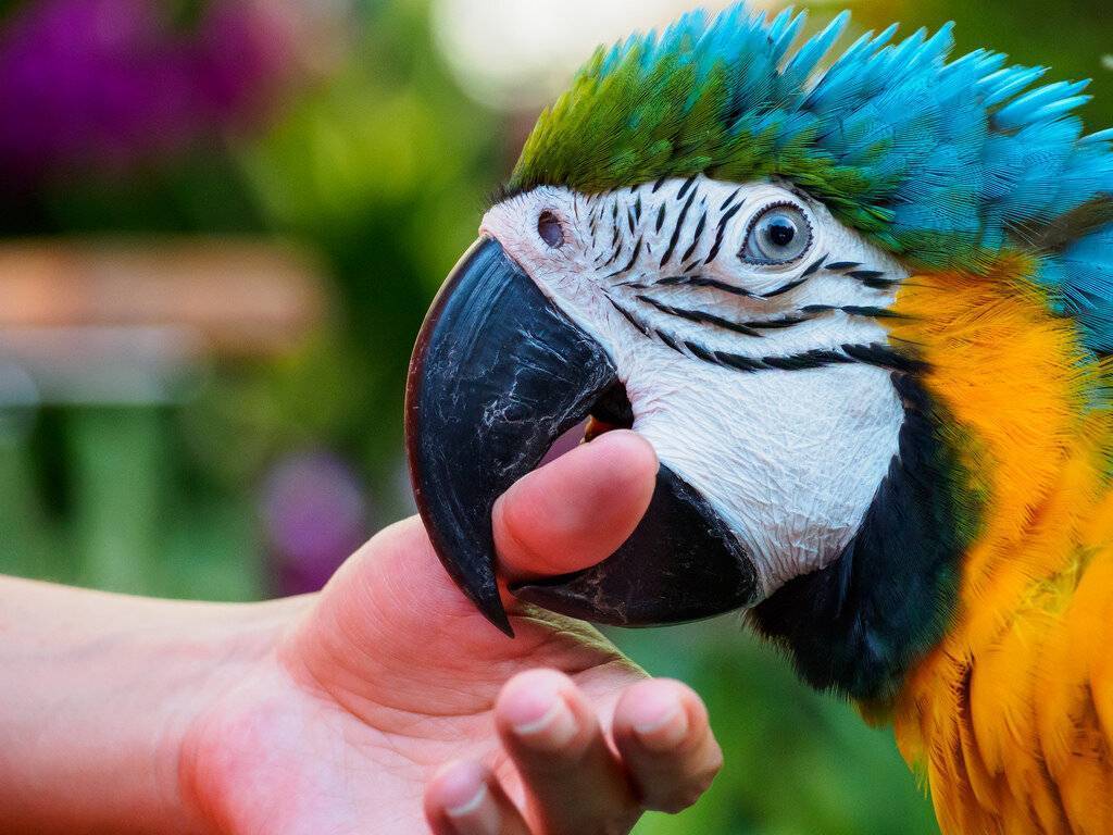 Почему волнистый попугай кусается, как отучить кусаться