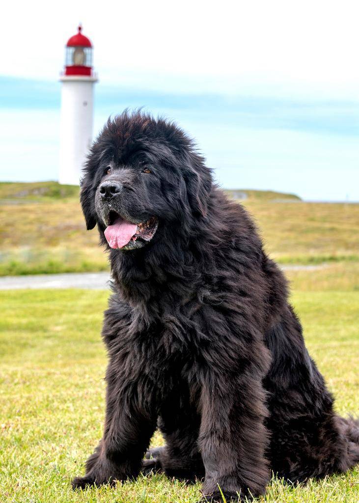 Порода собак ньюфаундленд: описание, характер, фото и отзывы