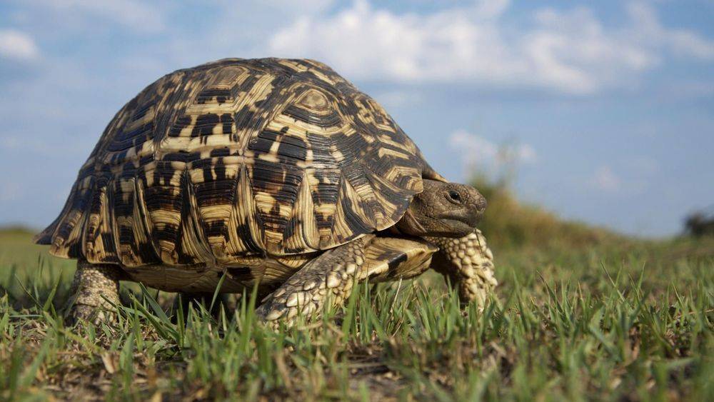 Леопардовая черепаха (Geochelone pardalis)