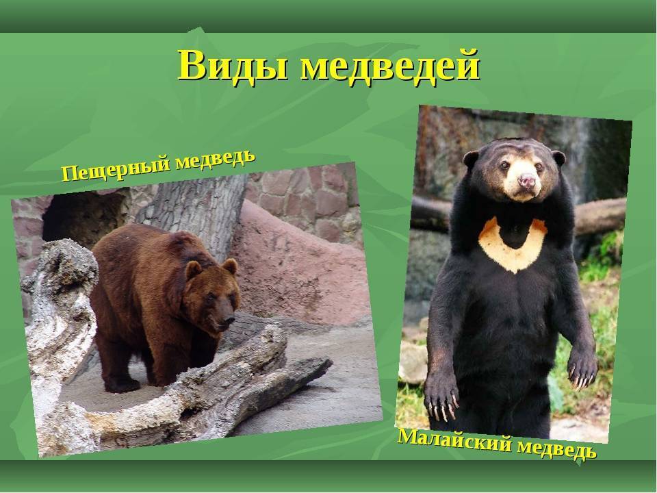 Виды медведей