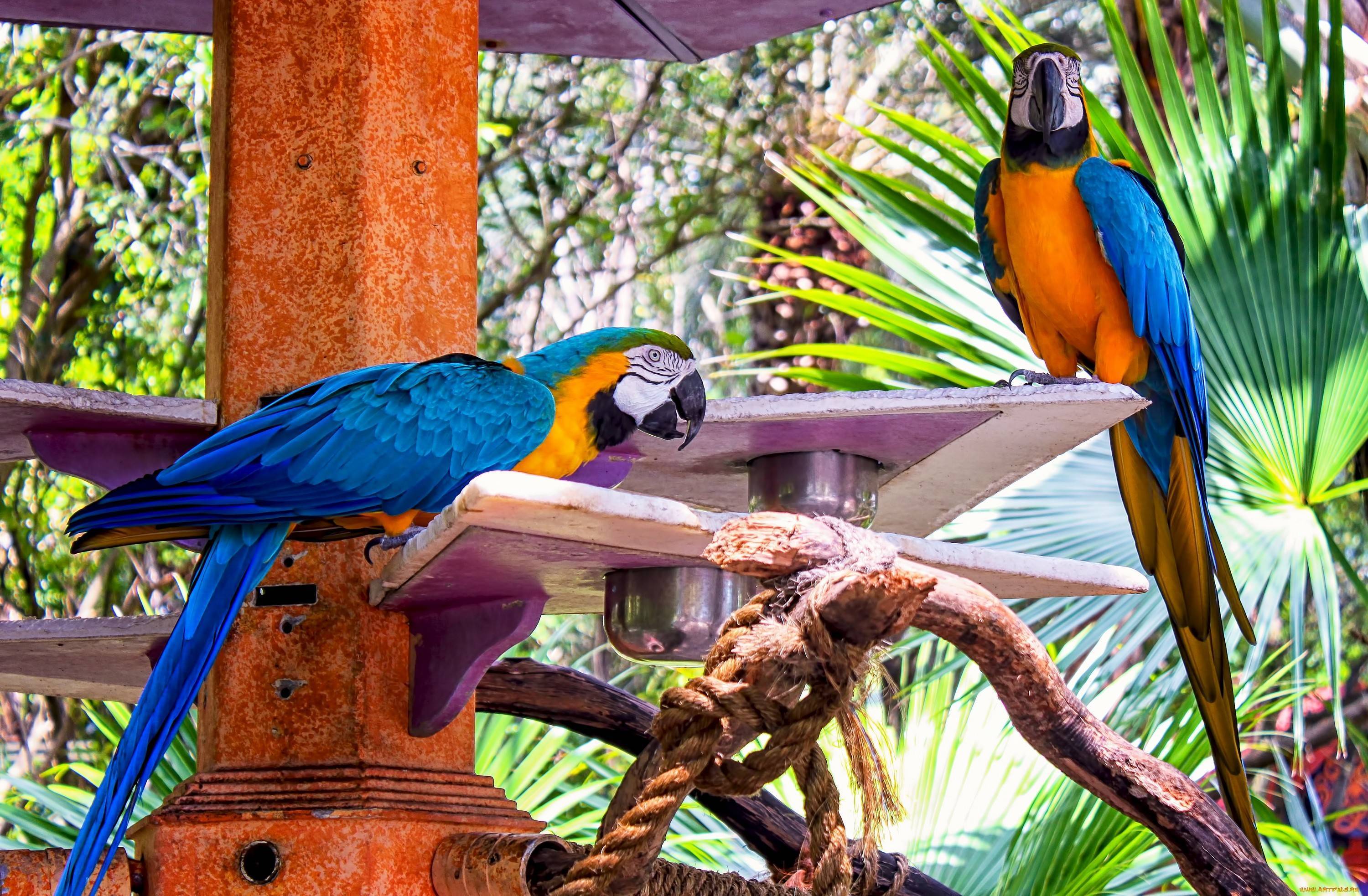 Сколько живут попугаи ара в природе и в домашних условиях