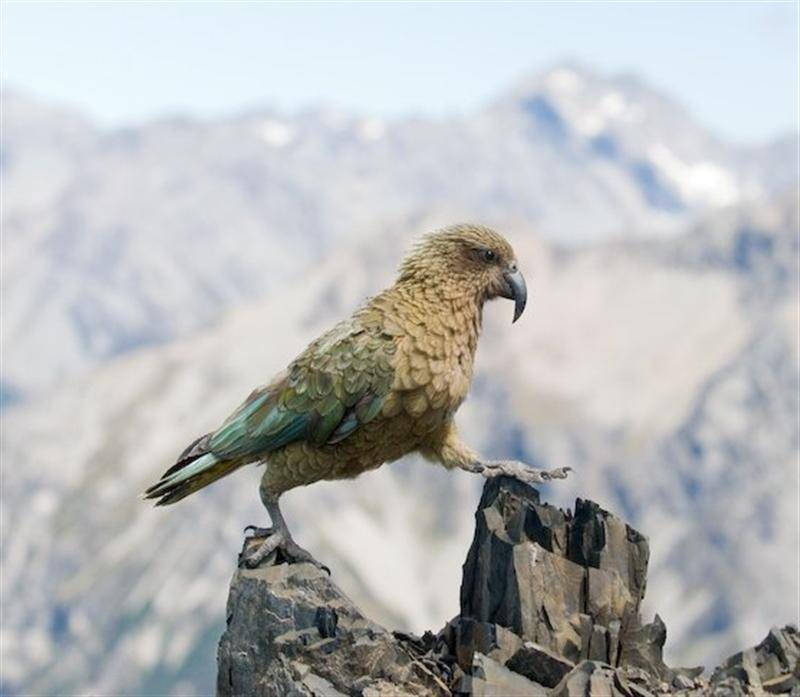Орлиный кеа: особенности вида и содержание в неволе самого древнего вида попугаев.
