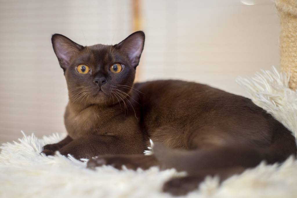 ᐉ бурманская кошка - описание пород котов - ➡ motildazoo.ru
