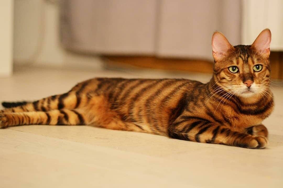 Порода тойгер: описание и особенности характера кошек