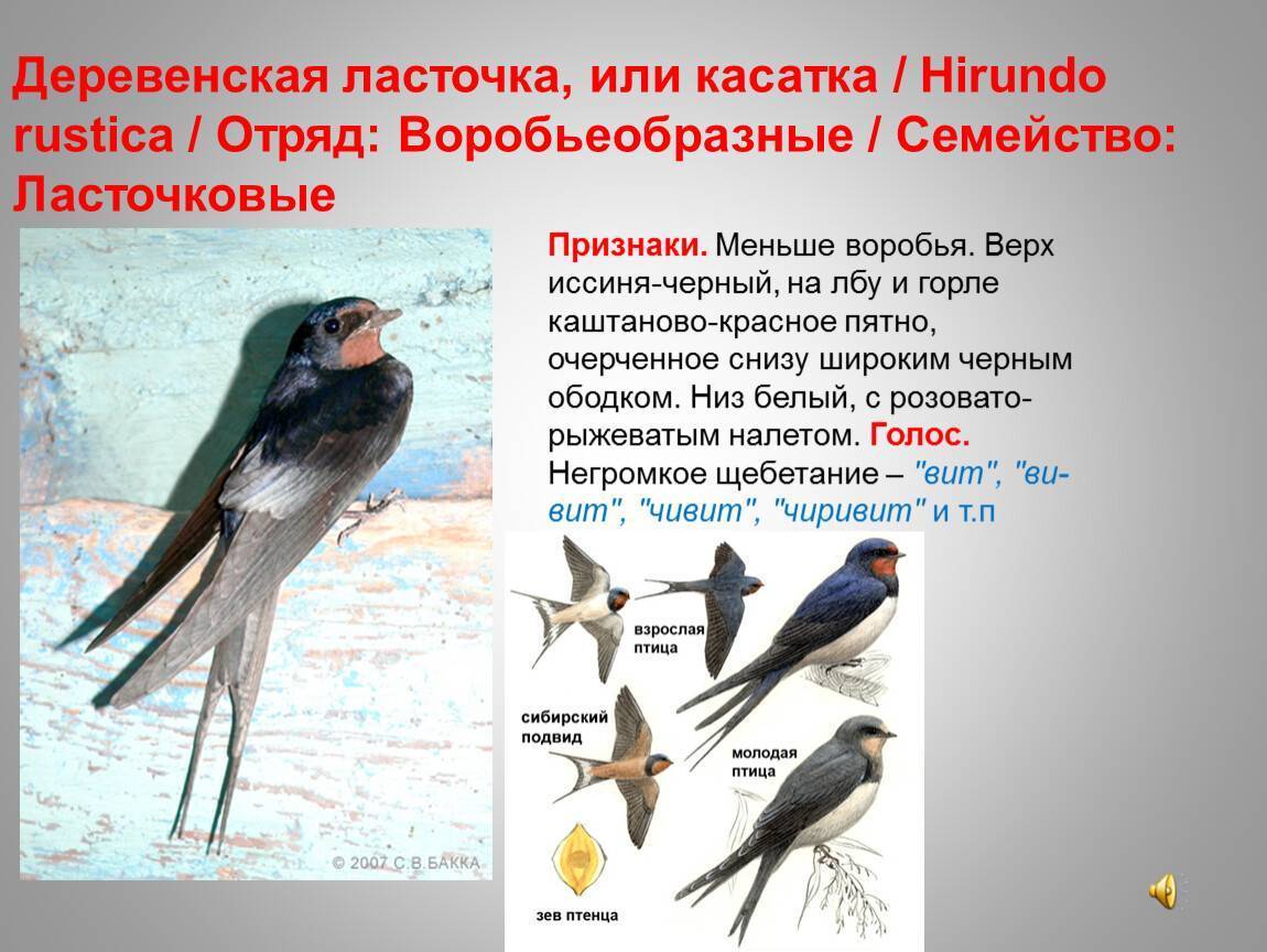 Ласточка птица. образ жизни и среда обитания ласточки | животный мир