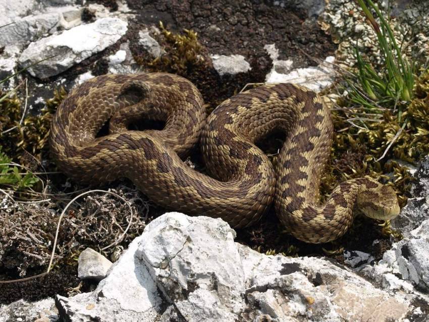 Змеи краснодарского края: ядовитые и неядовитые