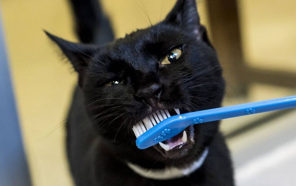 Как чистить зубы кошке и ухаживать за ее полостью рта в домашних условиях | hill's pet