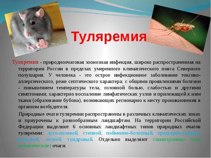 Болезни грызунов - мышей и крыс