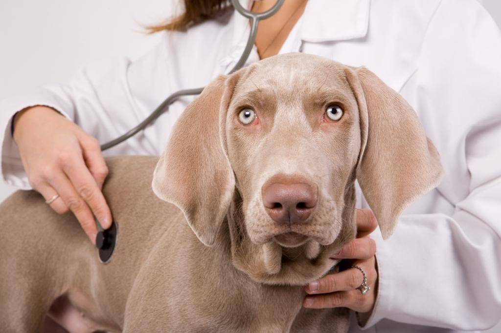 Одышка у собаки: причины, первая помощь, лечение | блог ветклиники "беланта"