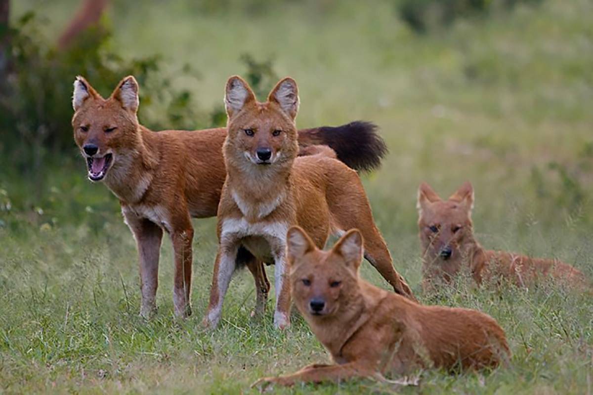 Волк (canis lupus): фото, интересные факты, ареал обитания