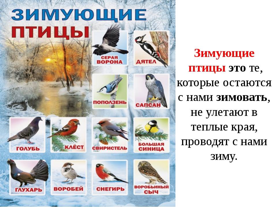 Птица щегол: описание черноголового вида, условия домашнего содержания и питания птички