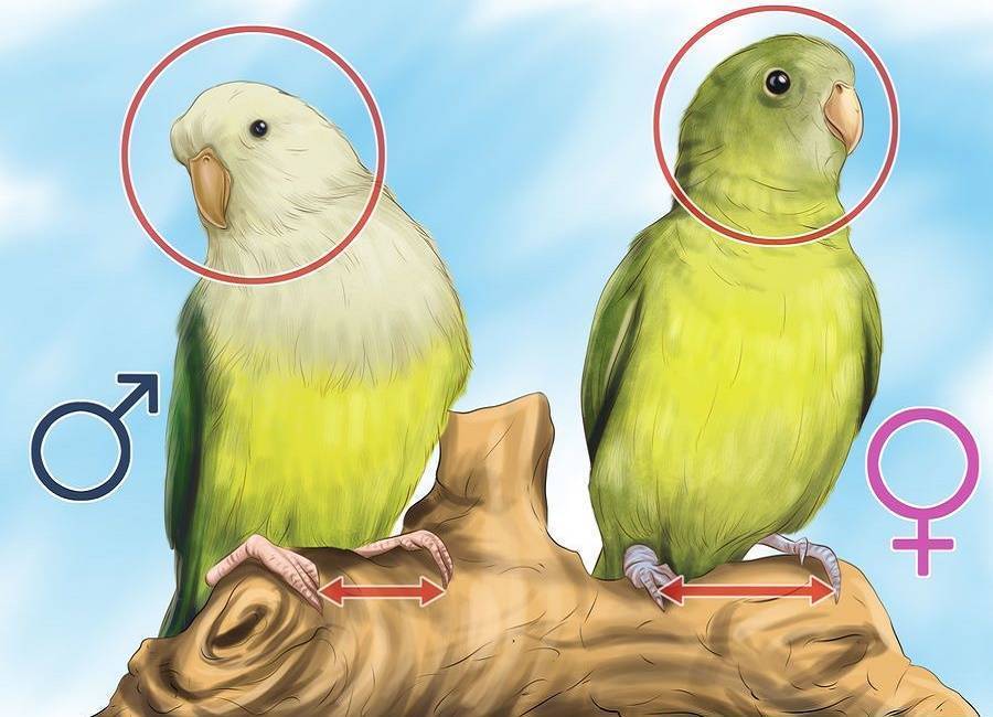 Определение пола и возраста попугая неразлучника