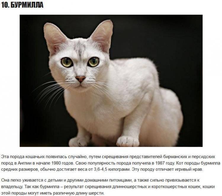 Анатолийская кошка — описание и стандарты породы, фото, содержание