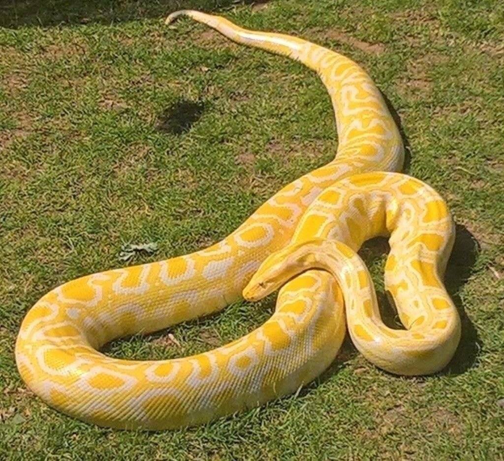 Самые большие змеи в мире по весу