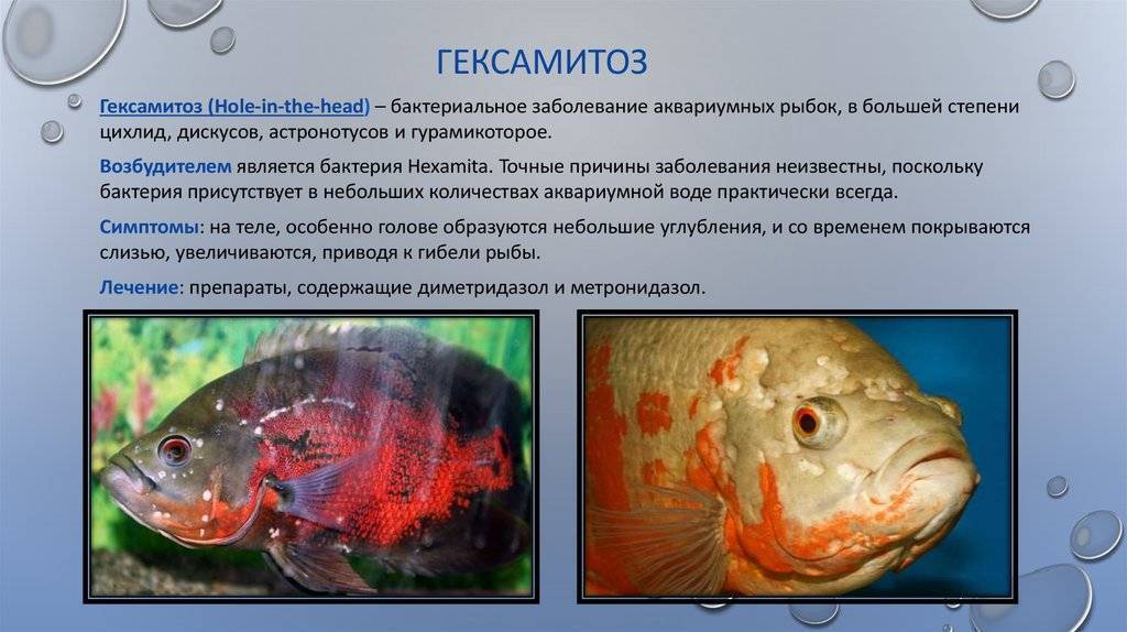 "ватная" болезнь у рыб : симптомы, лечение и профилактика