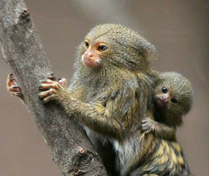 Мармозетка: маленькая обезьянка — описание и виды, содержание, сколько стоит