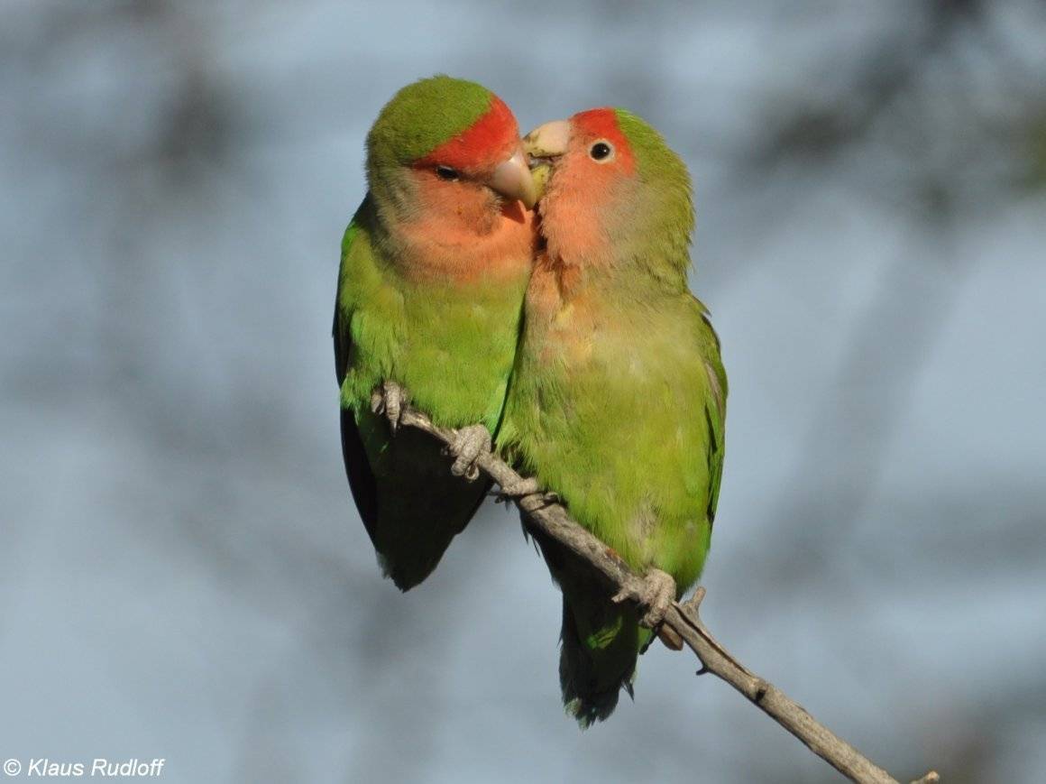 Может ли попугай неразлучник жить один, без пары