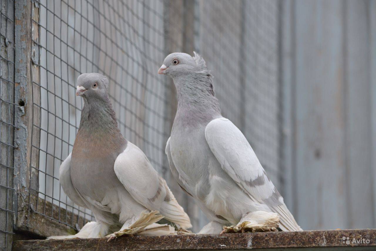 Бакинские голуби: описание, разновидности, содержание