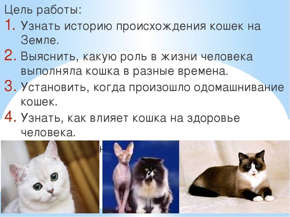 Какая польза от кошки в квартире ???? кошку или кота в квартиру ???? животные ???? другое