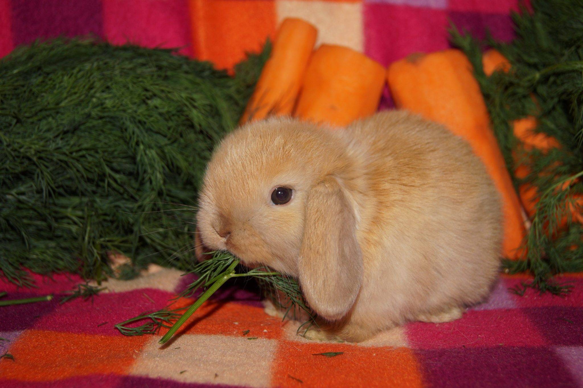 Порода кроликов карликовый баран вислоухий — уход и содержание, чем кормить, сколько стоит